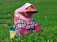 多个产区开采早茶，今年浙产春茶品质优于往年