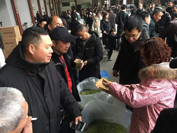 2019浙江松阳春茶上市，价格约在640—860元每公斤