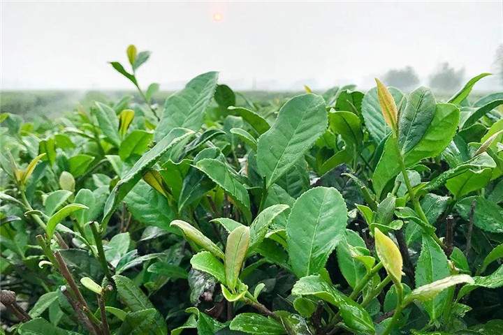 2018中国茶行业，十大要闻