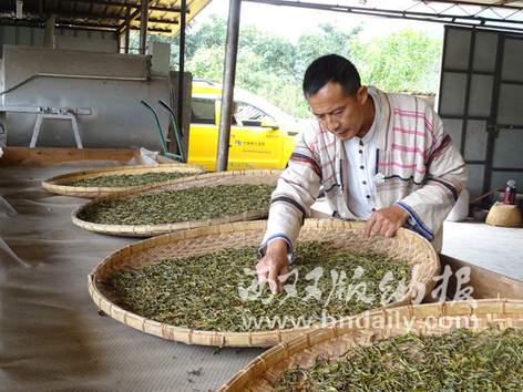 基诺族茶农泽白的致富故事：一片茶叶富农家