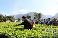 耿马抓实茶产业提质增效工作