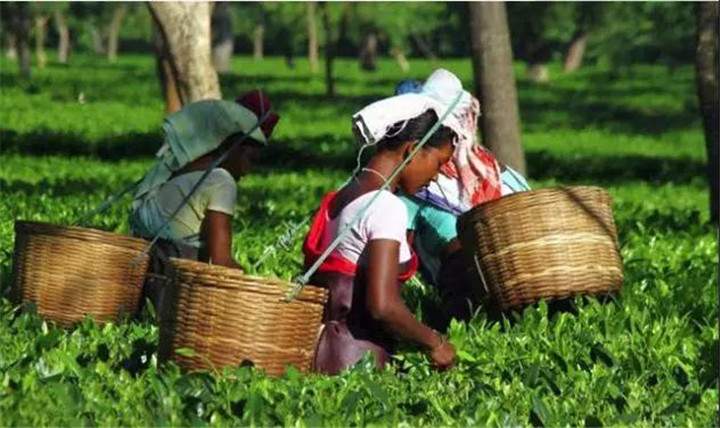 印度正向中国推销红茶，期望2020年实现3亿公斤出口目标