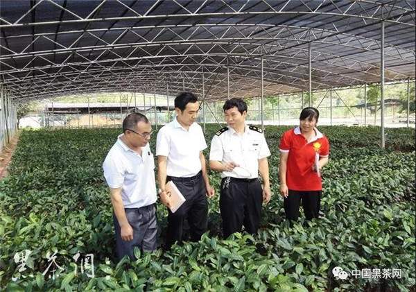 六堡茶企业出口备案数再创新高