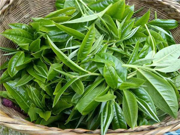 云南普洱：茶产业引领绿色发展