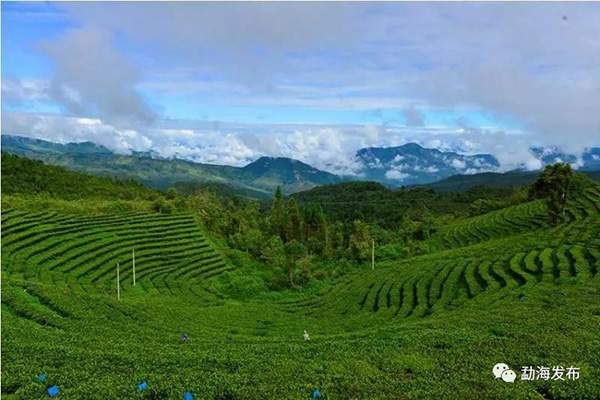 勐海县首部普洱茶题材微电影《茶艺师》将于第十届勐海茶王节首映