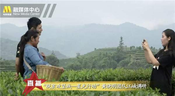 黄晓明实地亲采茶，愿为江城茶产业发展竭尽全力
