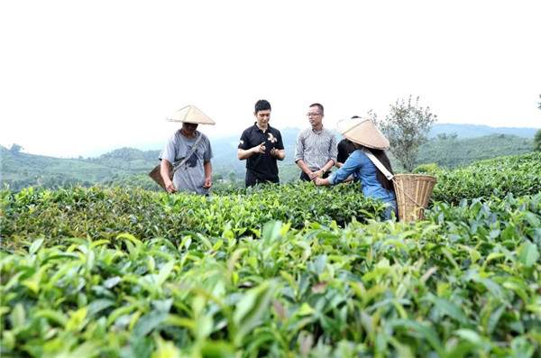 黄晓明实地亲采茶，愿为江城茶产业发展竭尽全力
