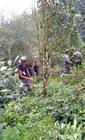 县林业局回应：网传勐海茶园被“野蛮砍伐”