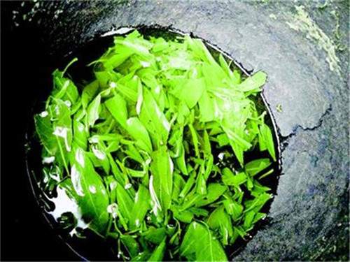 逾300年老鹰茶树藏身利川深山老林：每年仅产茶50公斤，当地居民时常采摘饮用