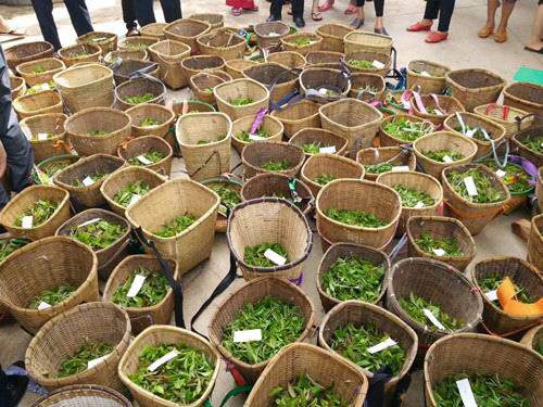 云南勐遮镇举办第十届勐海茶王节采茶制茶比赛