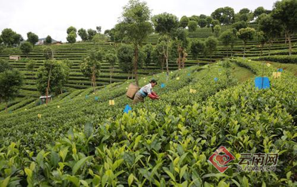 云南普洱加快建设普洱茶文化之源，打造全球知名普洱茶大品牌
