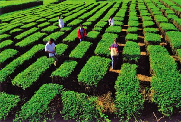 东盟茶叶消费市场正在打开