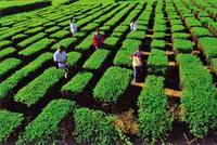 东盟茶叶消费市场正在打开