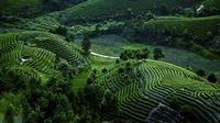 贵州：茶区变景区，茶山变金山