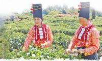 云南德宏州茶产业商标管理成绩可喜