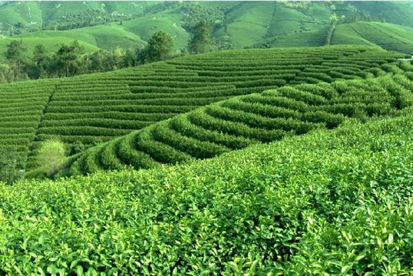 宣州做精做优做强茶产业