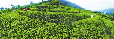 桂平西山茶：山有好景，茶有佳味