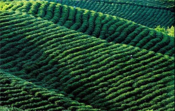 店垭镇：茶产业鼓起农民钱袋子