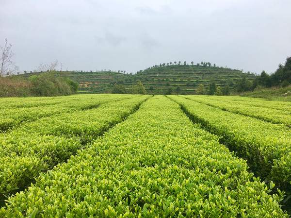 思南生态茶：绿满山野，香飘山外