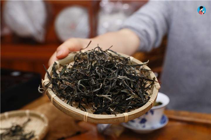 南茗佳人2019茶山行｜曼松，红泥何盘盘，古茶树1年的生长周期是其它地方的10年