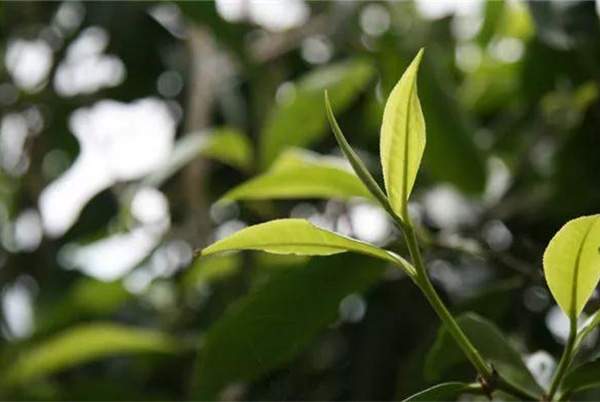 普洱茶王茶业集团：普洱茶投资收藏搬到线上，助藏品再流通