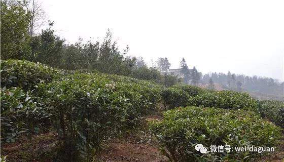 翠华贡茶：云南大关大力发展茶产业