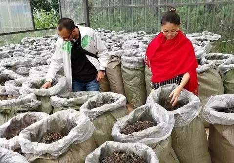 大益勐海茶厂收古树原料不再低调和“遮遮掩掩”？