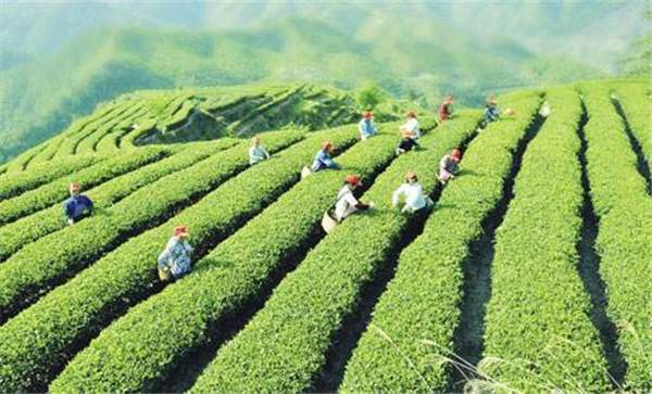 中国茶产业发展成就系列报道：品牌之路，在跋涉中前进