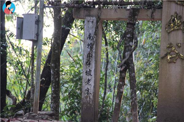 行603公里，途经少数民族村寨，终于见到了800年的茶王树！