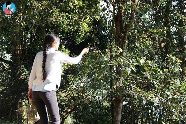 行603公里，途经少数民族村寨，终于见到了800年的茶王树！