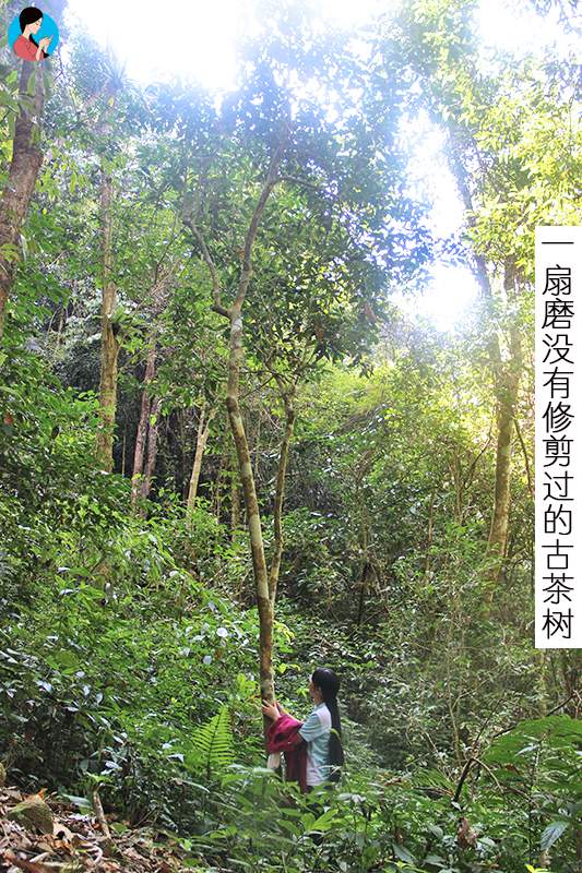 【2017茶山行·综合篇】去了20座茶山，连爬带滚百多公里路...