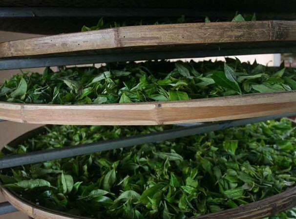 茶山游记：走进云南景谷茶厂亲自看普洱茶制作工艺