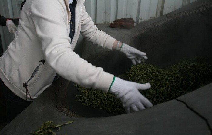 茶山游记：走进云南景谷茶厂亲自看普洱茶制作工艺