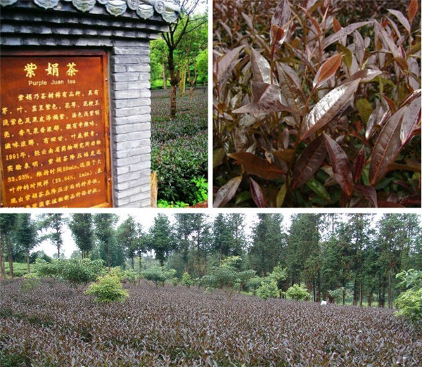 大元昌即将在北京茶业博览会推出紫鹃新品