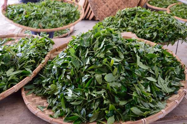 如何买到无农药、无添加剂的茶叶？