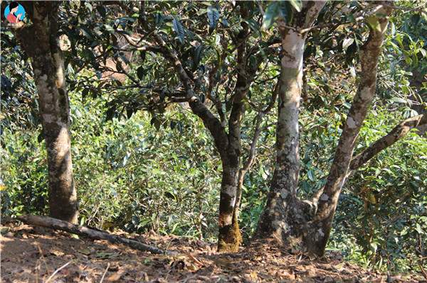 5万多株“古茶树”被立法保护，“古树茶”的“春天”即将降临？