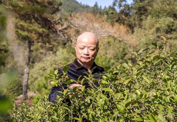 就是他！激烈竞拍后花26万买下桐木村树龄300年的古树红茶
