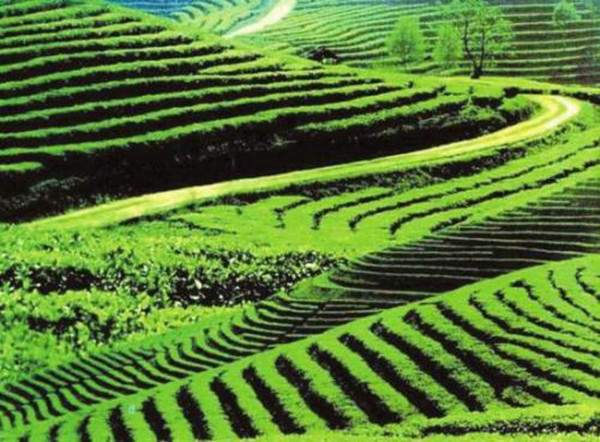 茶产业，乡村振兴的有力推手