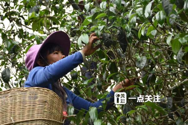 云南60个热门茶山春茶价格全公布，同比涨15-30%