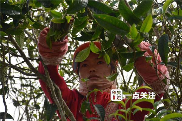 云南60个热门茶山春茶价格全公布，同比涨15-30%