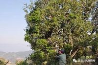 2018临沧茶区：二嘎子野生古茶树共采鲜叶76.35公斤