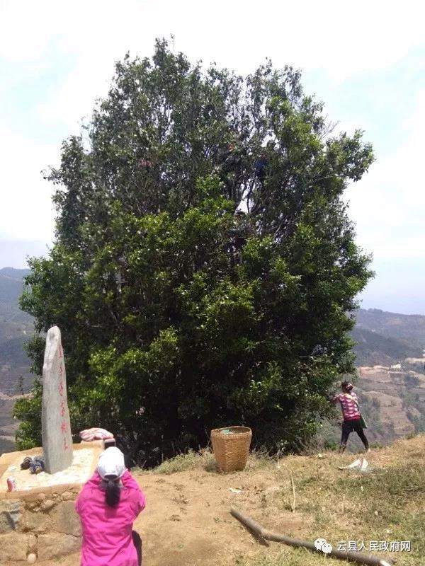 2018临沧茶区：二嘎子野生古茶树共采鲜叶76.35公斤