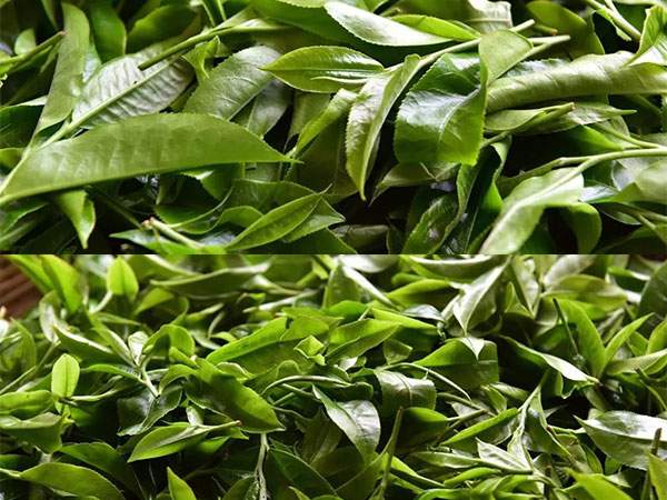 2018勐海茶区：布朗山老曼峨茶王树开采实况