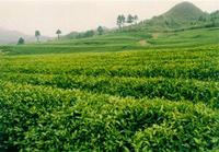 茶资讯丨中国茶叶流通协会发布3月全国茶产区播报！