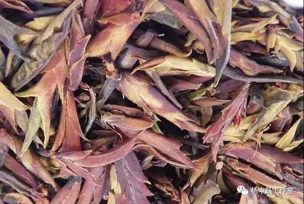 杨中跃专栏：茶芽苞与芽苞茶你能分得清楚吗？