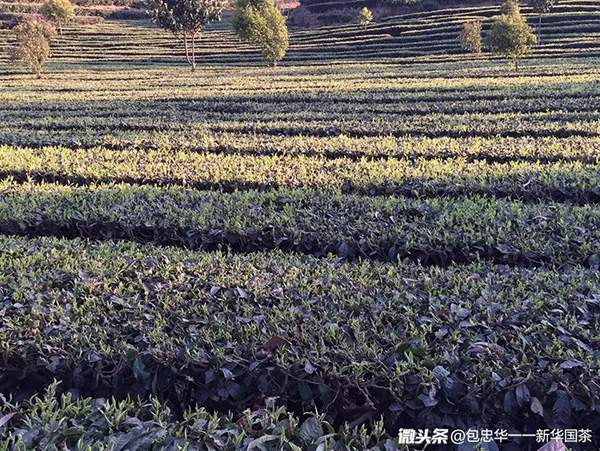 包忠华专栏：2018年中国茶叶的六个趋势