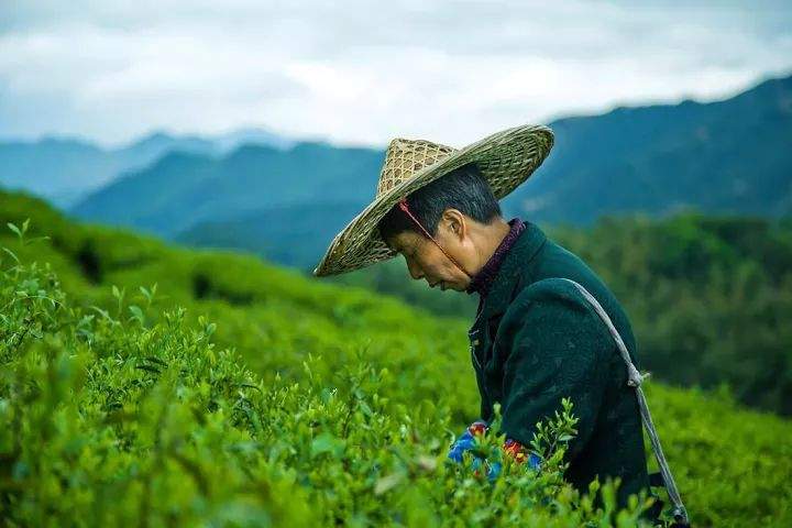 云南5年打造千亿茶产业，增加茶种植面积，规划新旅游路线