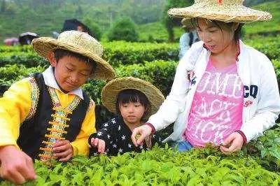 云南5年打造千亿茶产业，增加茶种植面积，规划新旅游路线