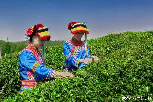 茶人微语录︱中国十大名茶传说：洞庭碧螺春的传说