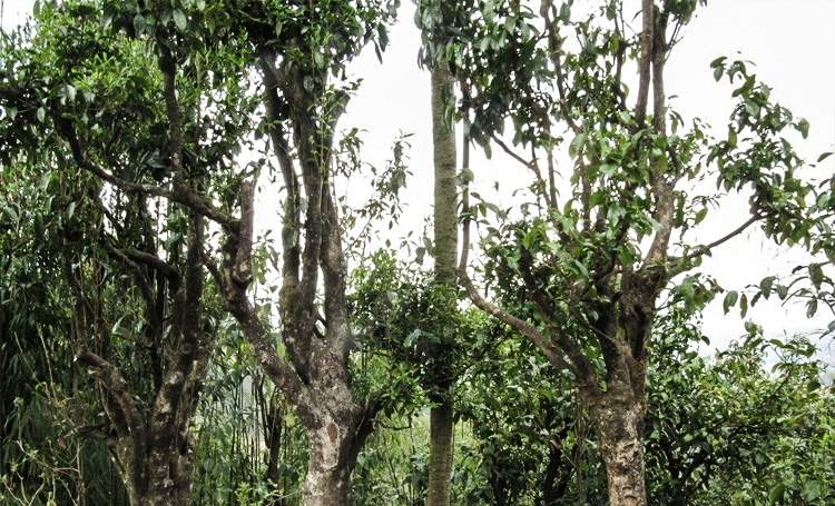 这里被称为“滇红茶”之乡，同时也是3200年古茶树的生长地